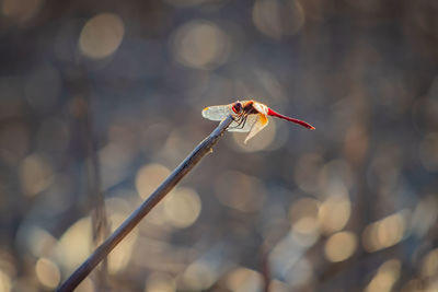 Close-up of dragonfly