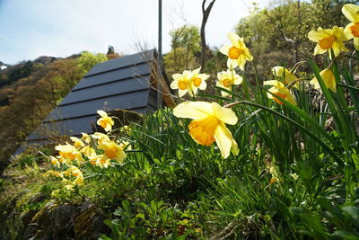 Close-up of yellow flowering plants