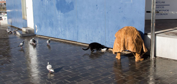 Dog on built structure