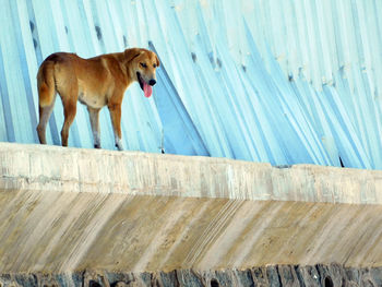 Close-up of dog on wood