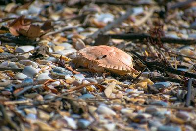 Close-up of crab on pebbles