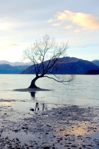 Bare tree by lake against sky during sunset