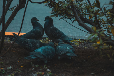 View of birds on field