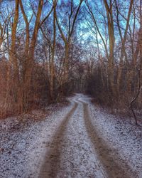 Dirt road amidst trees against sky