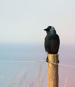 Raven perching on wooden post against sky