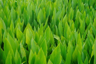 Full frame shot of crops growing on field