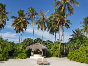 Coconut palm trees against sky