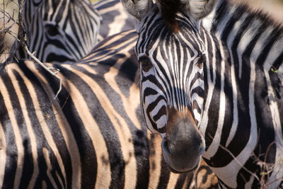 Close-up of zebra with a funny face