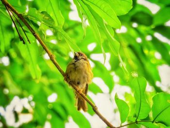 Close-up of bird perching on branch