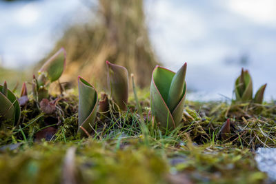 Close-up of plants on field against sky