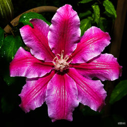 Close-up of pink flower