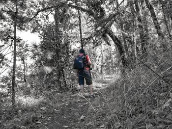 Rear view of woman walking in forest