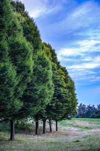 Trees on field against sky