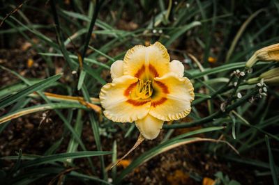 Close-up directly above shot of yellow flower on field