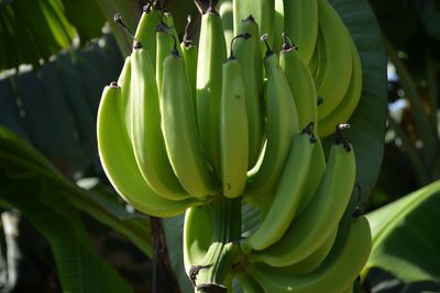 Close-up of banana tree