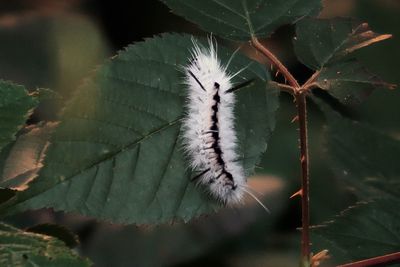 Close-up of insect on leaves