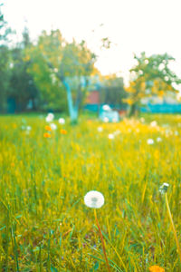 Close-up of yellow flowering plants on field