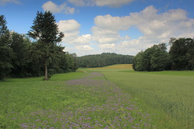 Scenic view of grassy field against sky