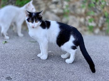 Portrait of a cat