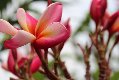 Close-up of pink flowering plant