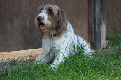 View of dog sitting on field