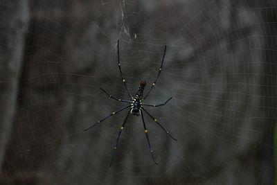 Close-up of spider and web