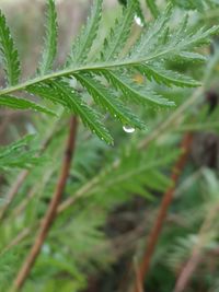 Close-up of raindrops on leaves