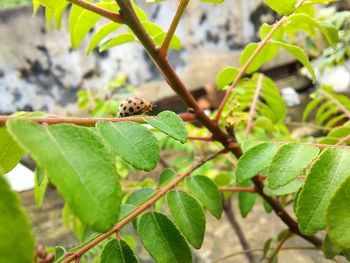 Close-up of insect on leaves