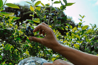 Hand of woman picking blueberries from tree