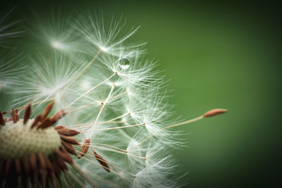 Close-up of dandelion on plant