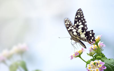 Close-up of butterfly pollinating on flower