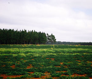 Trees on grassy landscape against the sky