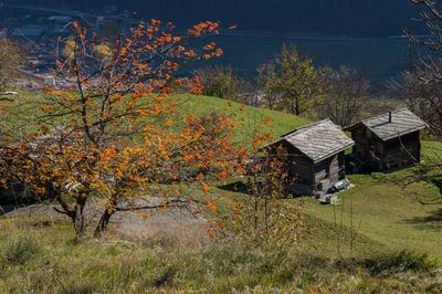 High angle view of houses by tree on grassy field