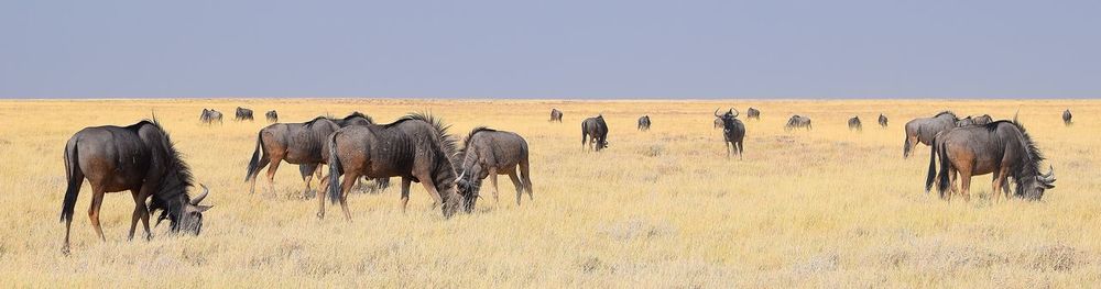 View of animals on field against sky