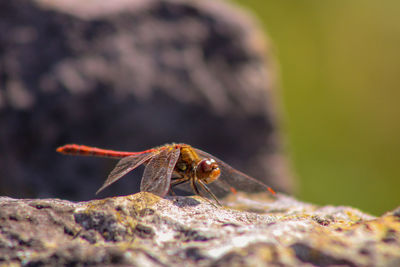 Close-up of insect on rock