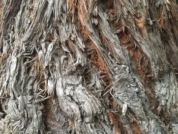 Full frame shot of tree trunk