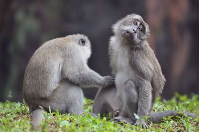 Monkeys sitting on field