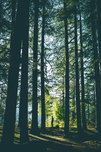 View of trees in forest