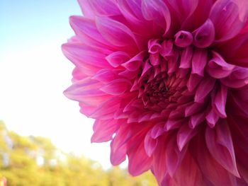 Close-up of pink dahlia against clear sky