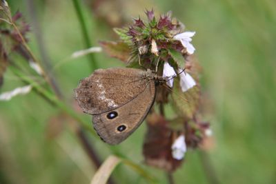 Close-up of butterfly on flower