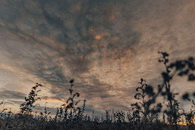 Low angle view of silhouette plants at sunset
