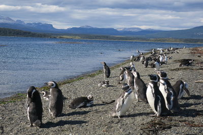 View of birds on beach