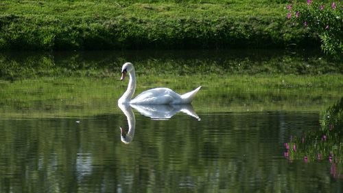 Bird flying over lake