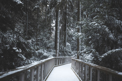 Footbridge amidst trees in forest during winter