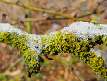 Close-up of yellow flowers growing on tree