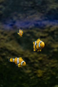 Close-up of fish swimming in sea
