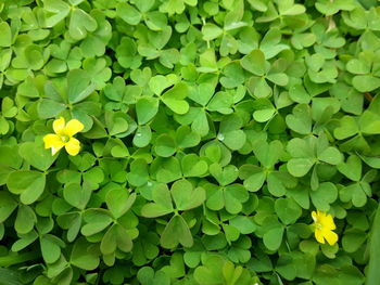 Close-up of yellow flower