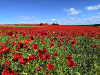Red poppies on field against sky