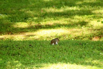 Horse on grass