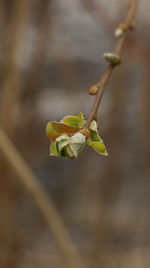 Close-up of plant